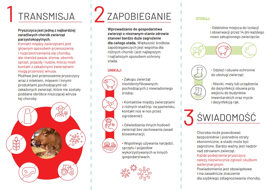 pryszczyca
